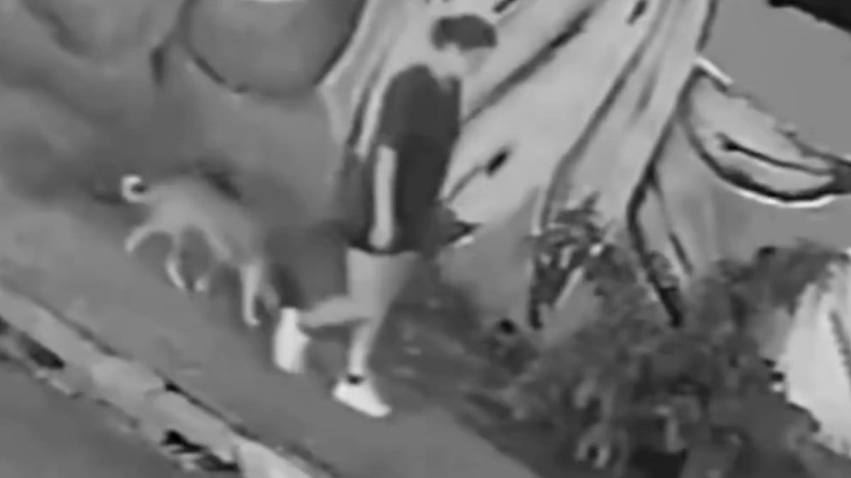 VIDEO Mujer que paseaba a su perrito iba por la banqueta y de pronto cayó en una coladera