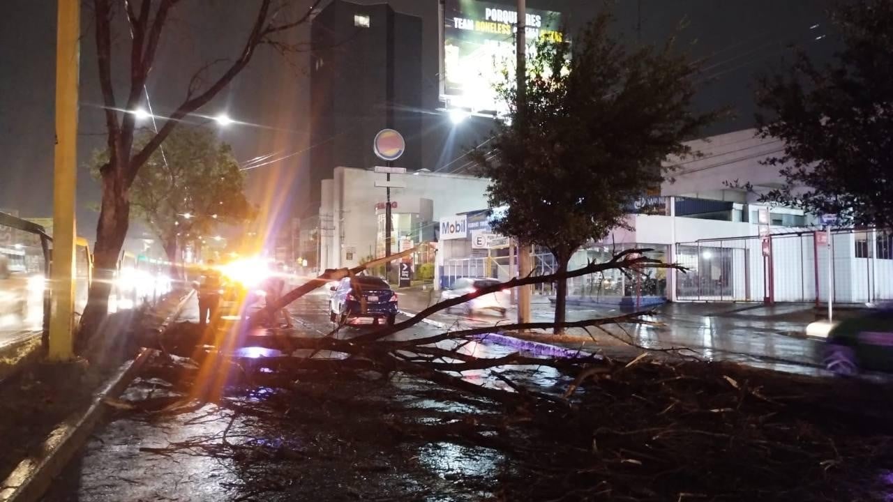 Tormenta en León: Secretaría de Seguridad despliega operativos tras caída de árboles y postes