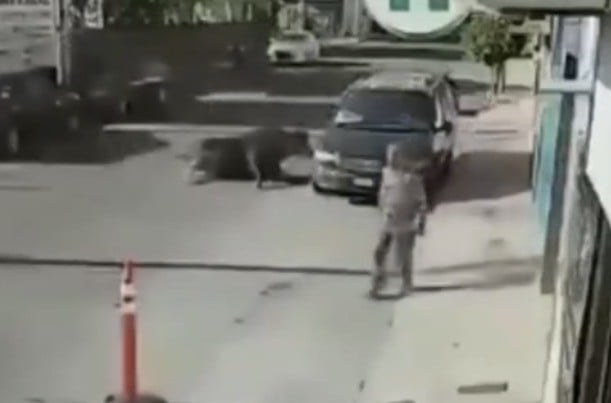 ¡Olé! Toro cae de camión en plena calle residencial ¡Olé! Toro cae de camión en plena calle residencial