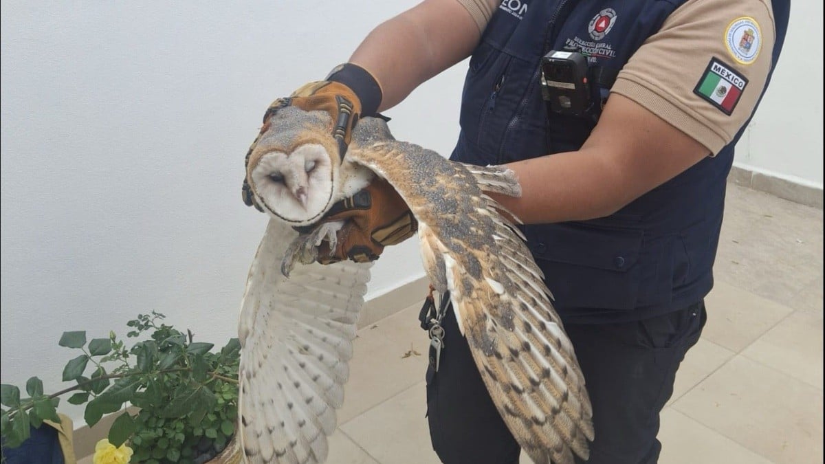 Rescatan más de 650 animales en León Rescatan más de 650 animales en León
