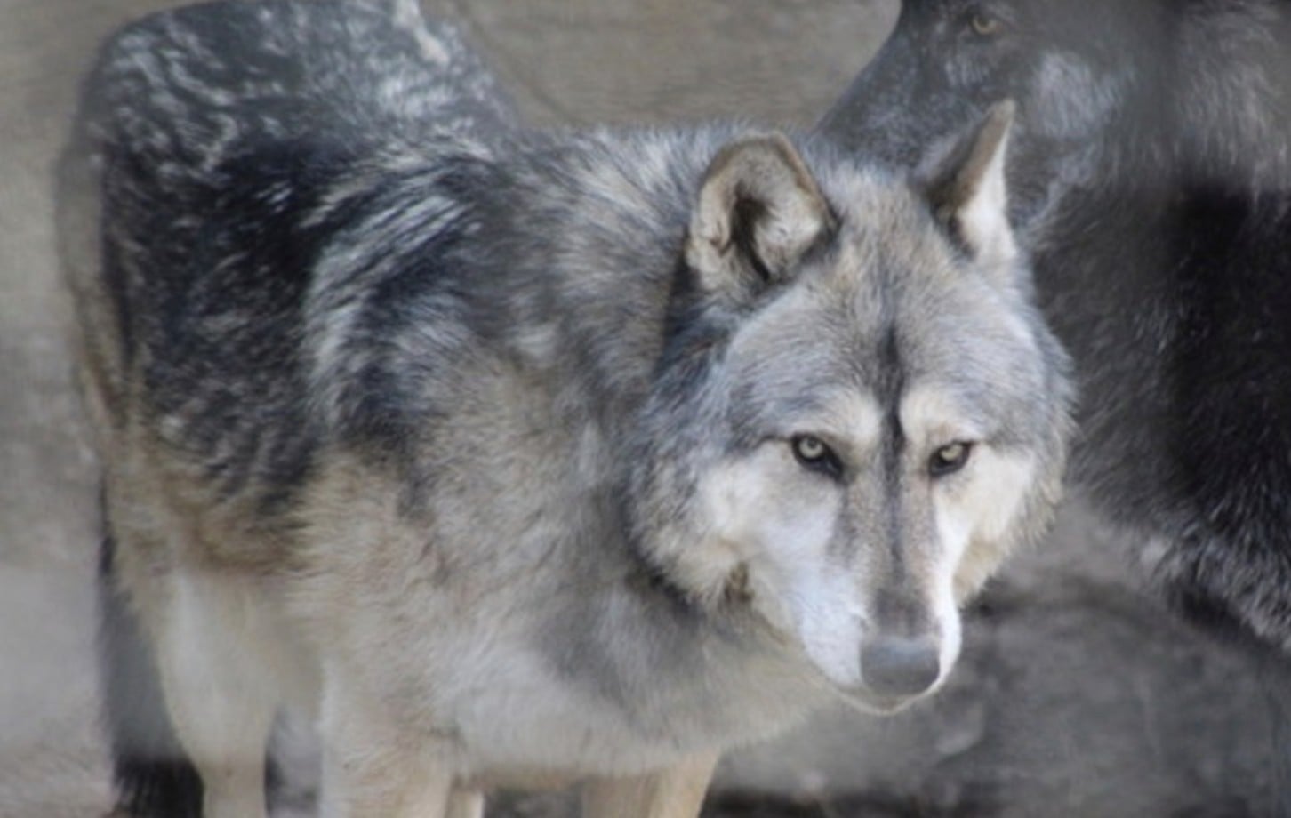 Zoológico de León reporta el fallecimiento de una loba canadiense; esta fue la causa