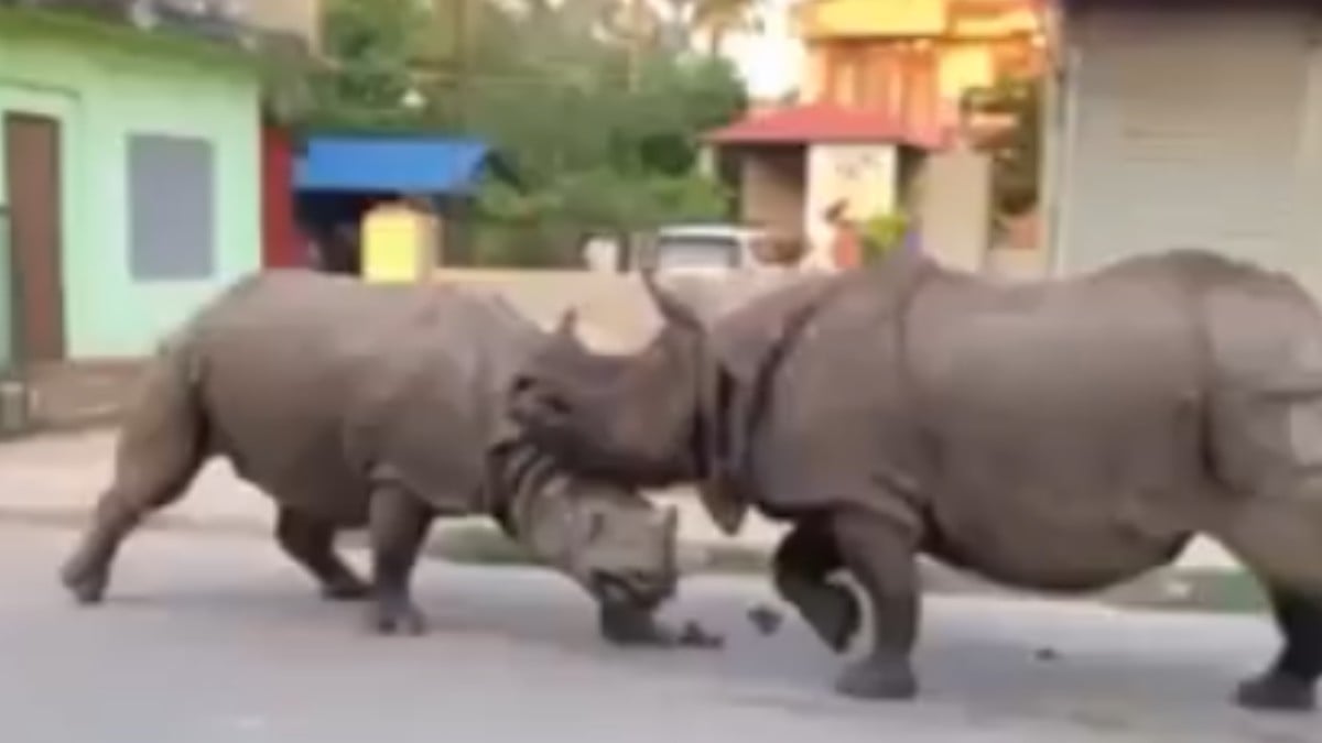 VIDEO ¡A la vista de todos! Captan feroz pelea entre rinocerontes unicornio en plena calle