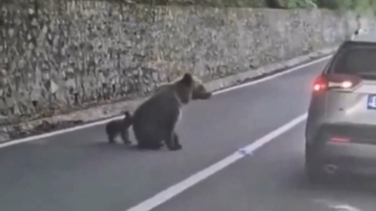 Ataque de oso
