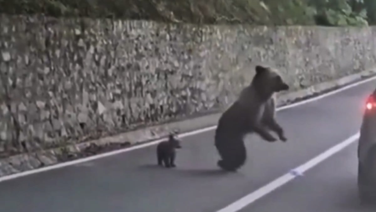 VIDEO ¡Creyó que era una mascota! Hombre es atacado por una osa tras darle de comer