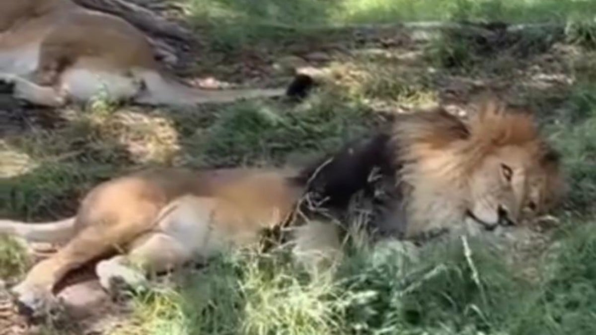 VIDEO ¡Indignante! Visitantes agreden a un león en el zoológico de Guadalajara