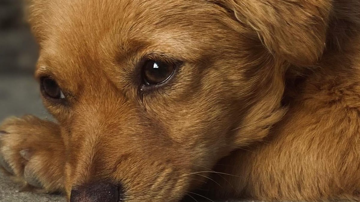 Gusano barrenador amenaza también a perros y gatos; emiten alerta sanitaria en Guanajuato