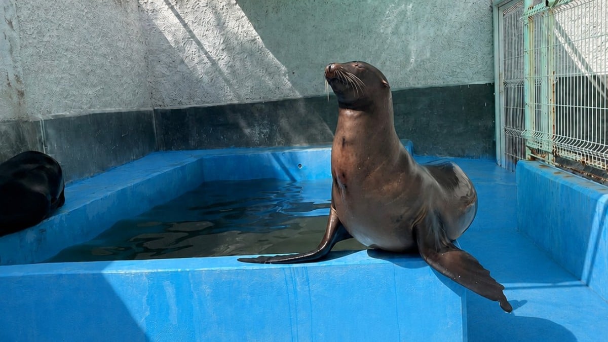 Fallece loba marina en el Zoológico de León tras evaluación veterinaria; esto le pasó