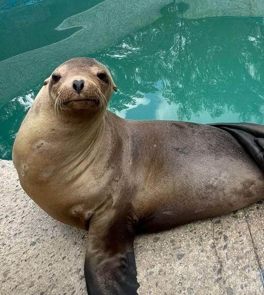 Loba marina