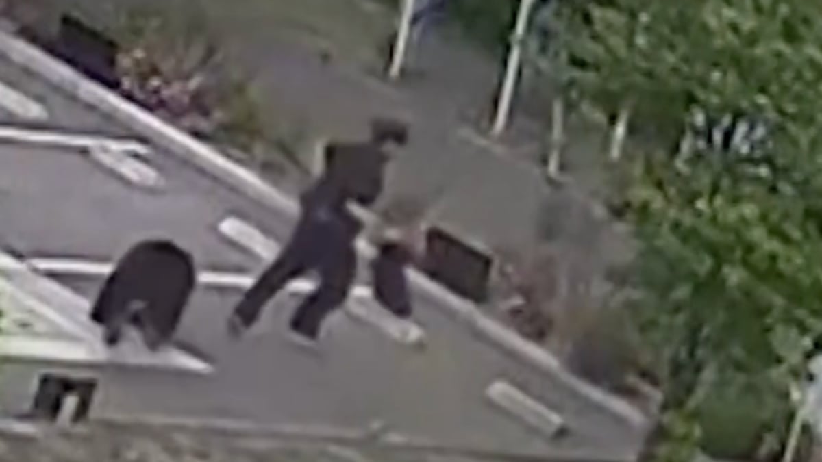 VIDEO ¡De no creerse! Oso atacó a empleados de una fábrica