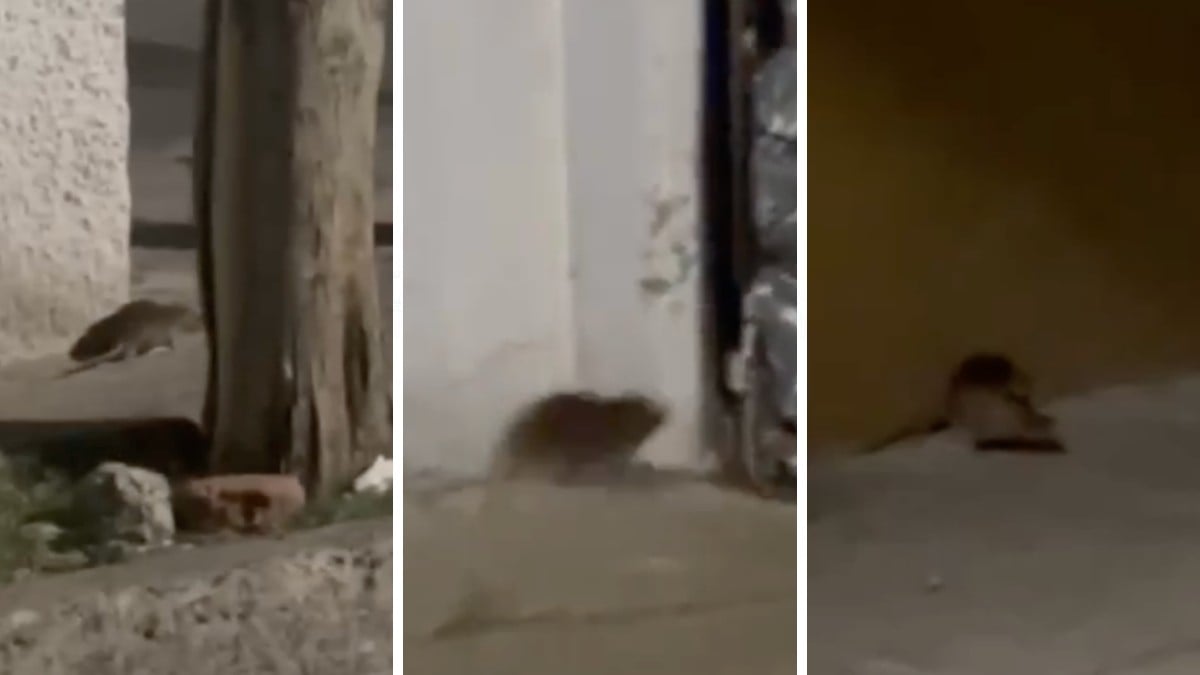VIDEOS “Ya se salió de control” Plaga de ratas ‘gigantes’ pone en jaque a Lomas de la Trinidad