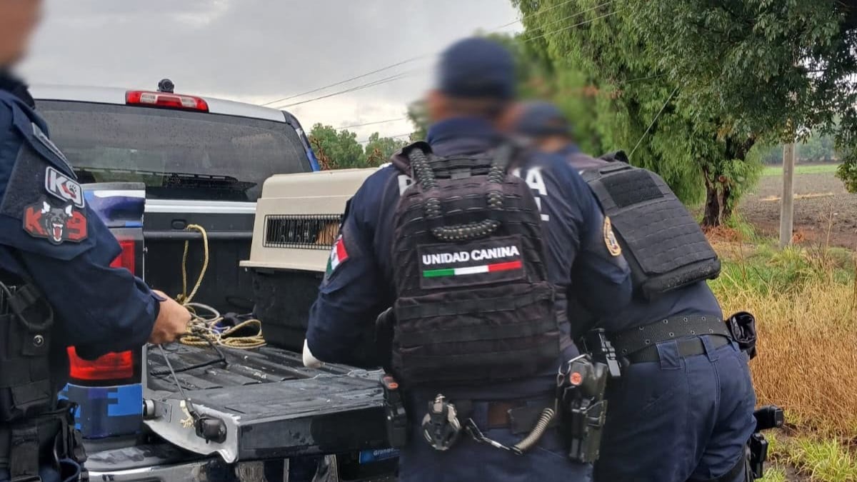 ¡Tragedia! Envenenan a seis perros en la colonia Ejidal en Celaya; buscan al responsable