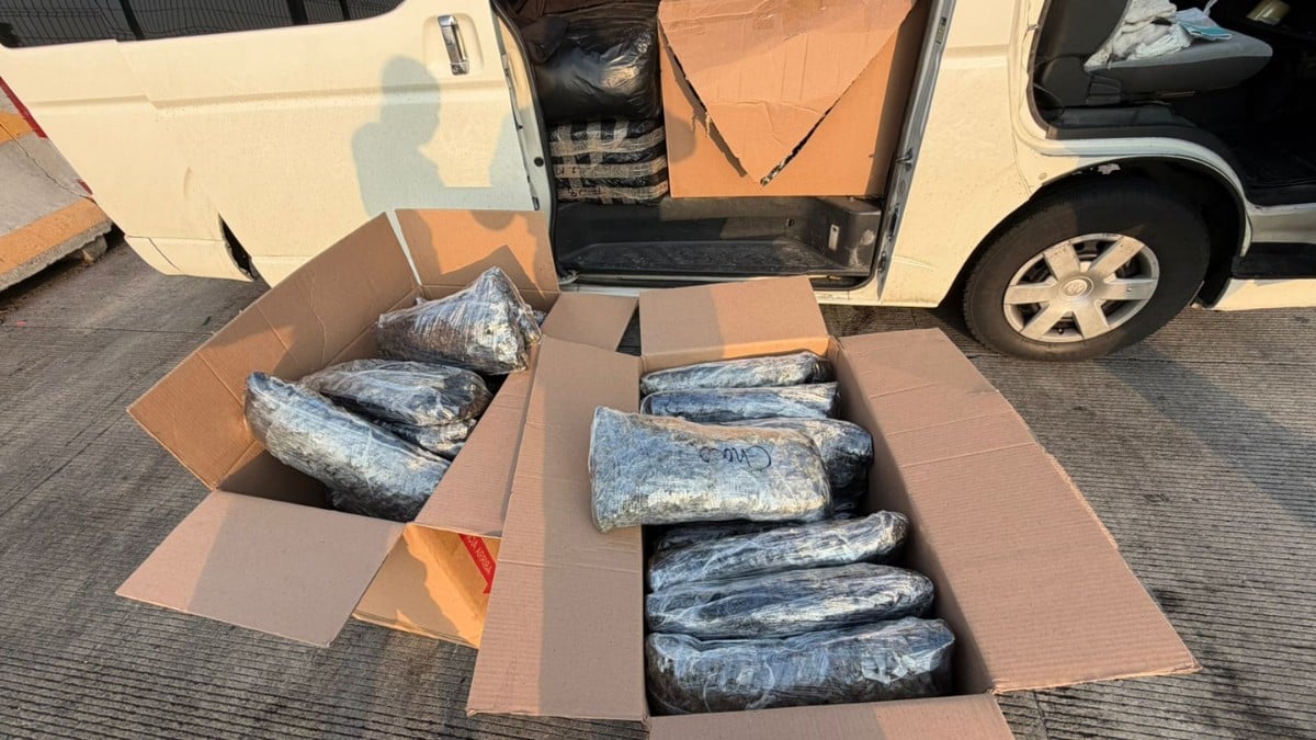 Marihuana asegurada en Irapuato