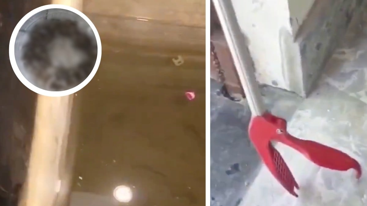 VIDEO ¿Qué es esooo? Familia revisó el aljibe de su casa y jamás imaginó encontrar esto