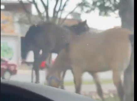 ¡Alerta vial! Reportan presencia de caballos en el Vicente Valtierra; extrema precauciones