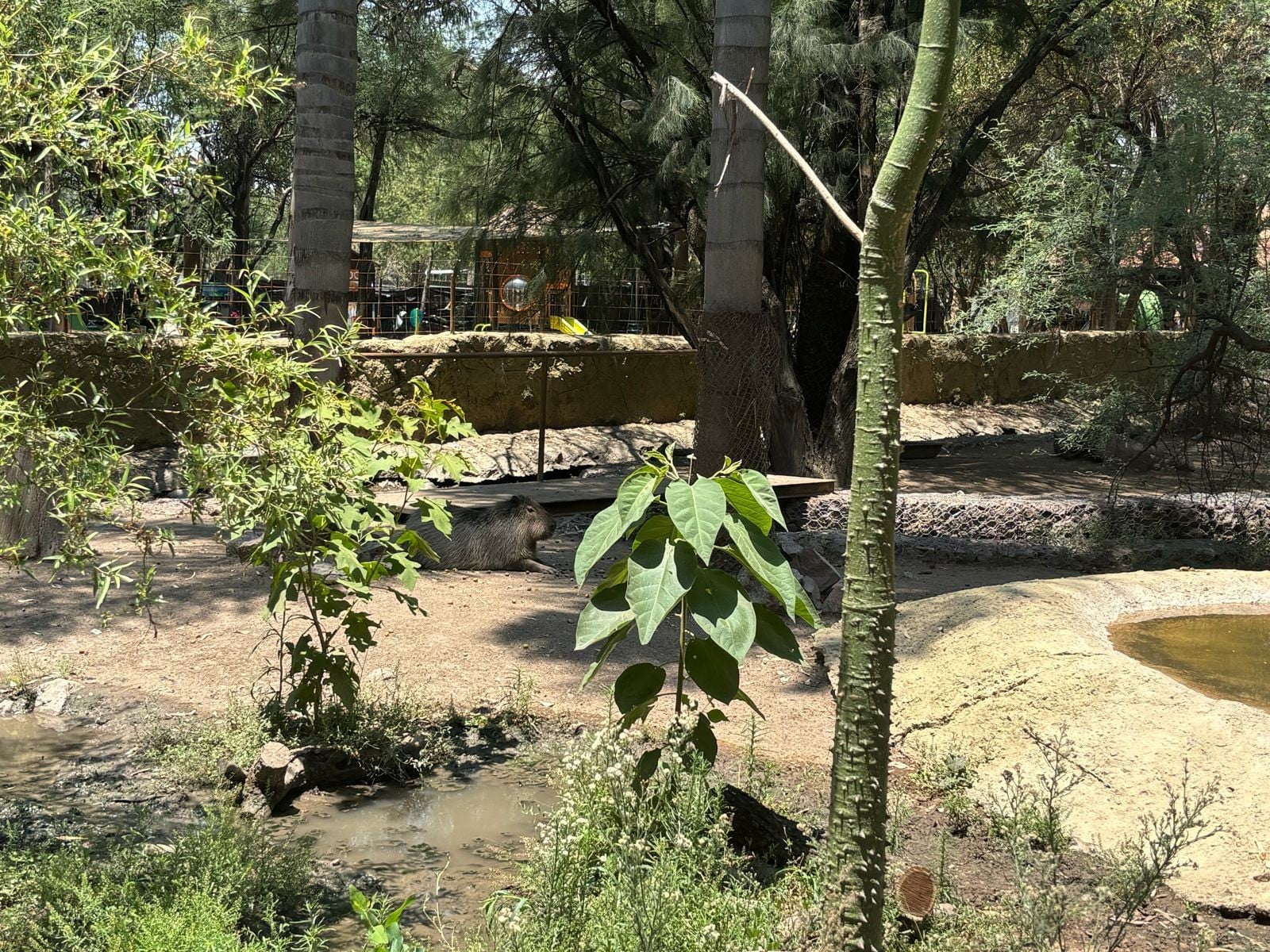 ¡Gusano barrenador en el Zoológico! Confirman autoridades dos casos en animales
