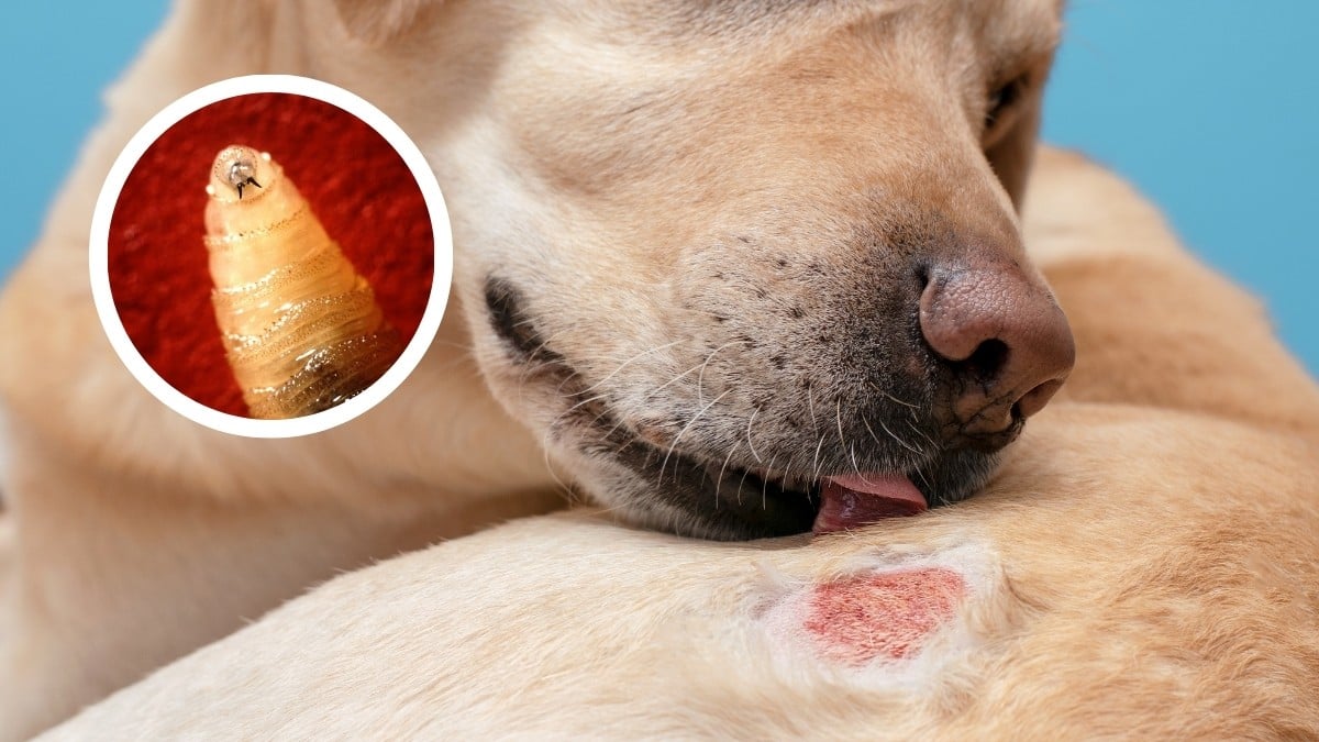 ¡Alerta para dueños de mascotas! El gusano barrenador ya llegó a los perritos