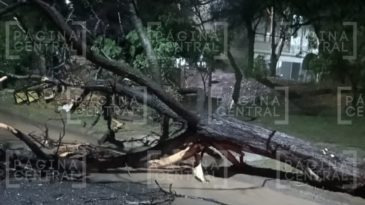 Fuertes lluvias dejaron inundaciones, árboles caídos y cierres viales en León. Autoridades atendieron múltiples reportes y exhortaron a extremar precauciones.