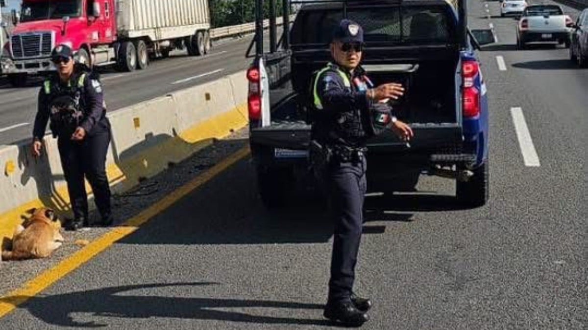 ¡Triste! Perrita atropellada en la carretera no podía moverse; la salvan elementos de FSPE