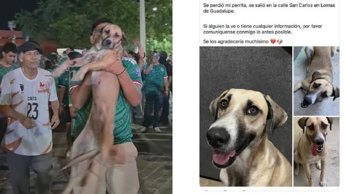 VIDEO ¡Andaba de parranda! Localizan a perrita perdida gracias a los festejos del Tri