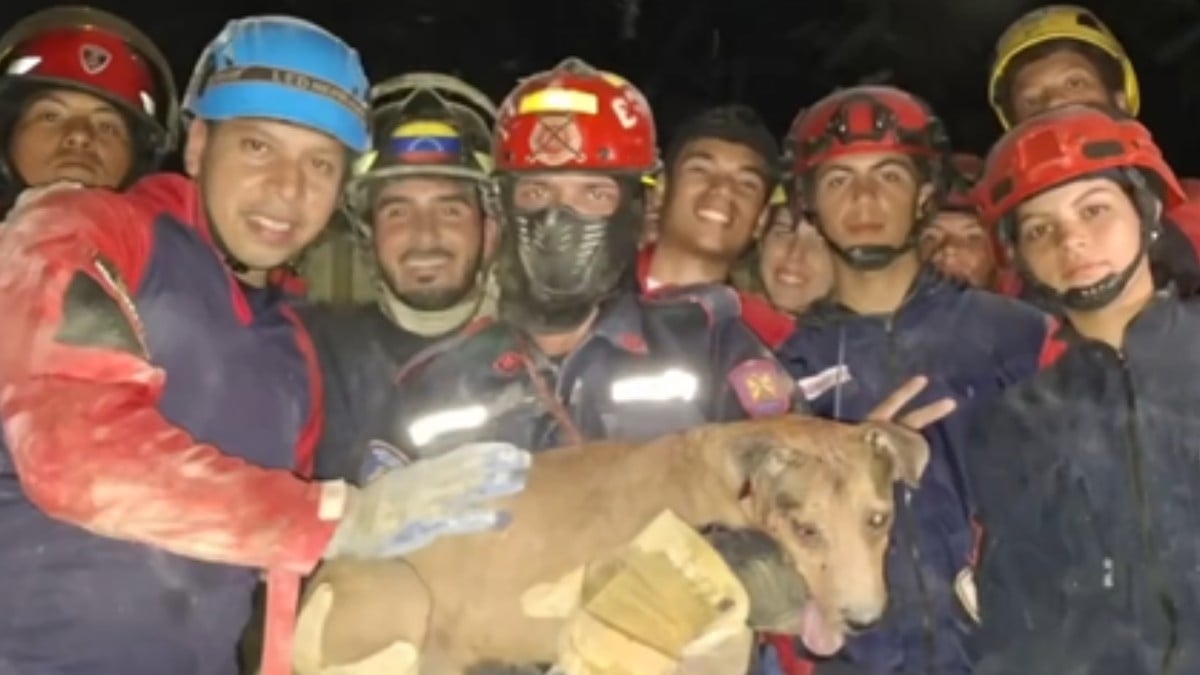 VIDEO Salvan a perrito que quedó sepultado en sismo de Venezuela; van 188 personas muertas