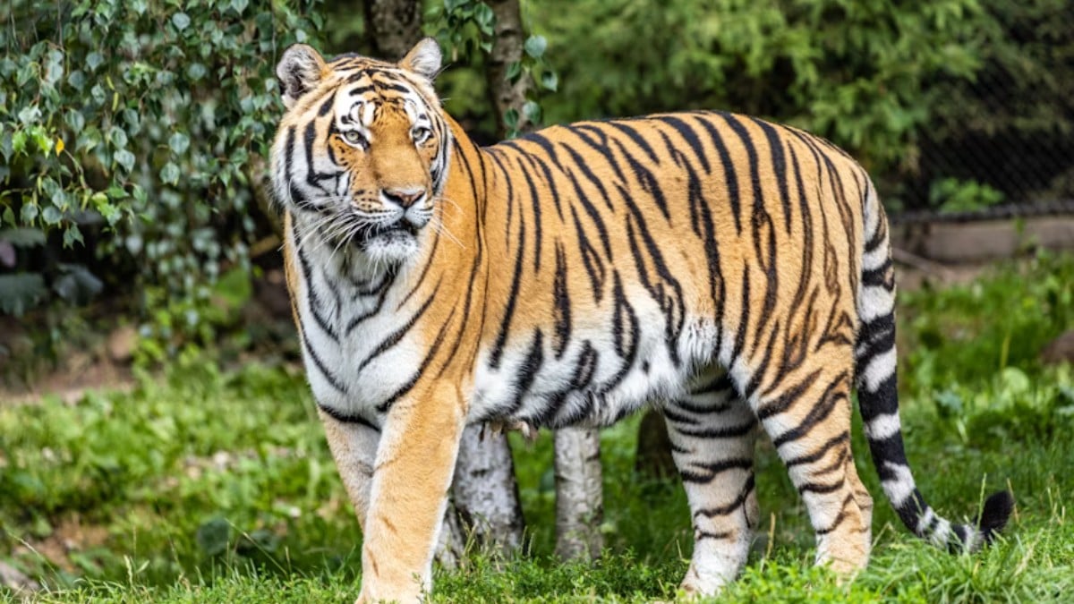 VIDEO ¡Alerta máxima! Tigre escapa de un centro de resguardo en este municipio de México