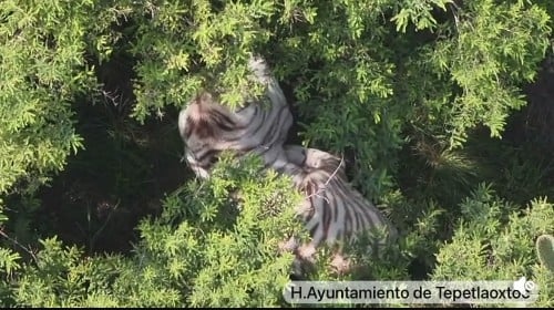 Tigre en el Edomex