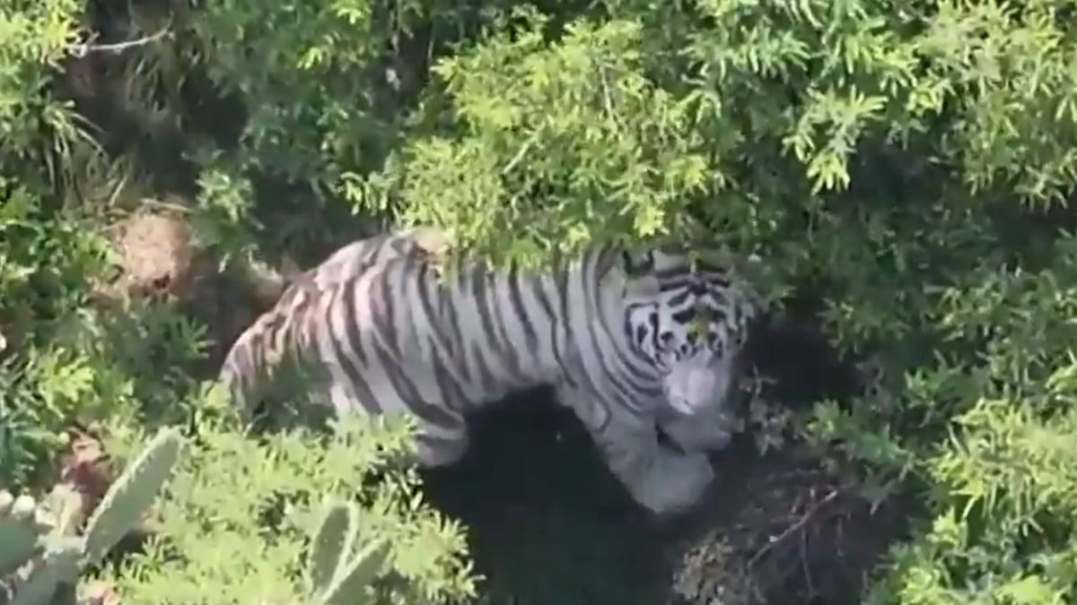 VIDEO ¡Ya lo encontraron! Localizan al tigre blanco que escapó de un refugio en México