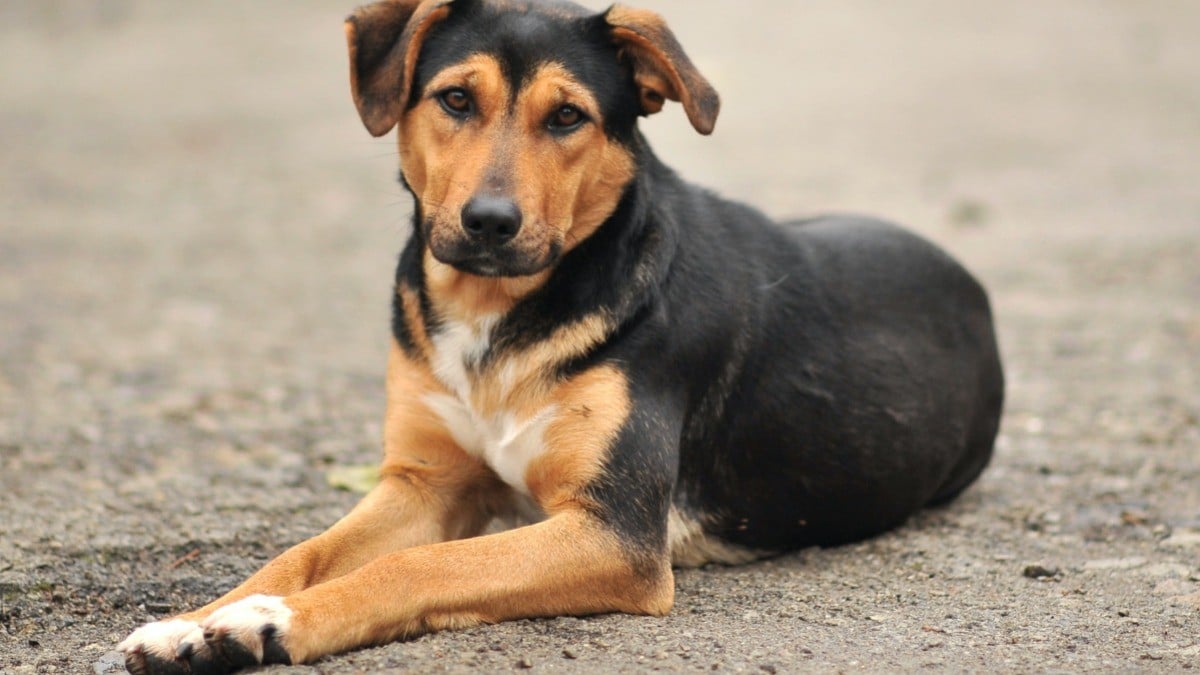 Eutanasia en perros de León, el último recurso ante el sufrimiento animal