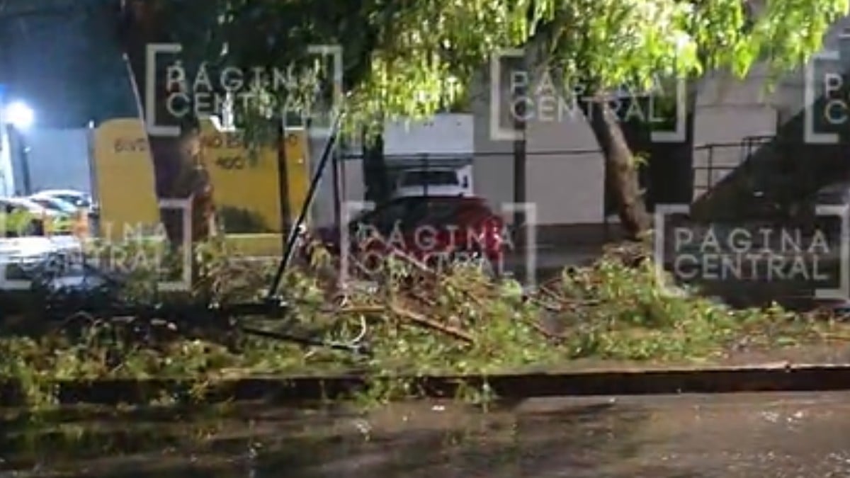 Retiran un árbol caído en el Mariano Escobedo, pero dejan los restos bloqueando la zona