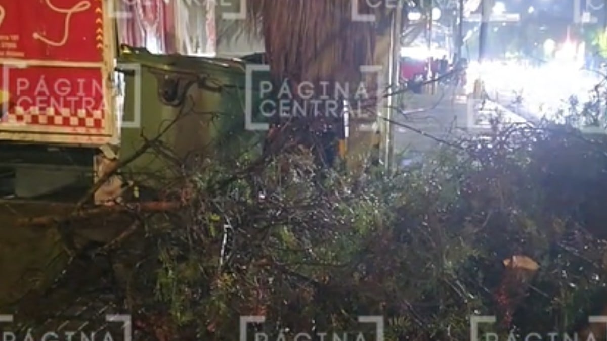 Árbol caído en el Escobedo