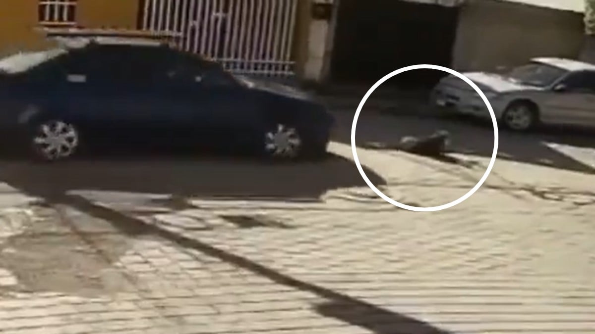 VIDEO ¡Crueldad extrema! Auto atropella y mata a una perrita; aseguran fue intencional