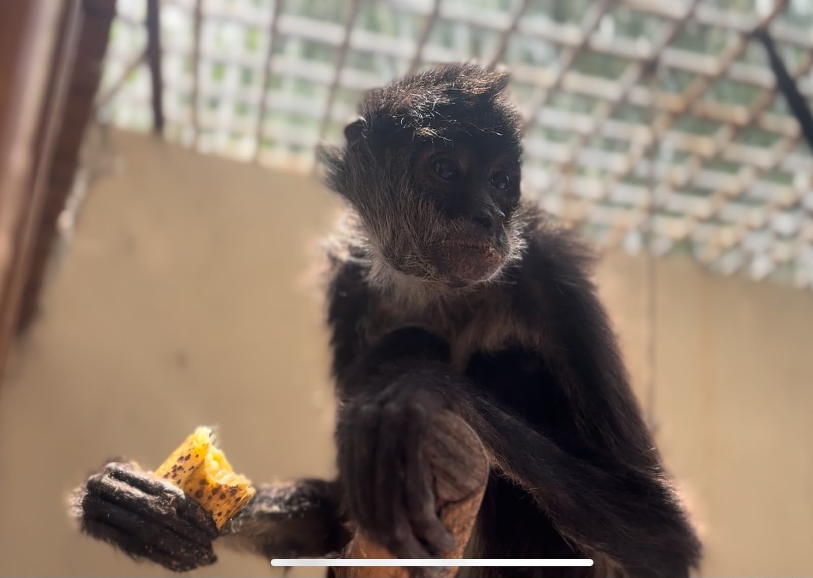 Reportan deceso de dos monos araña en Zoológico de León tras complicaciones médicas
