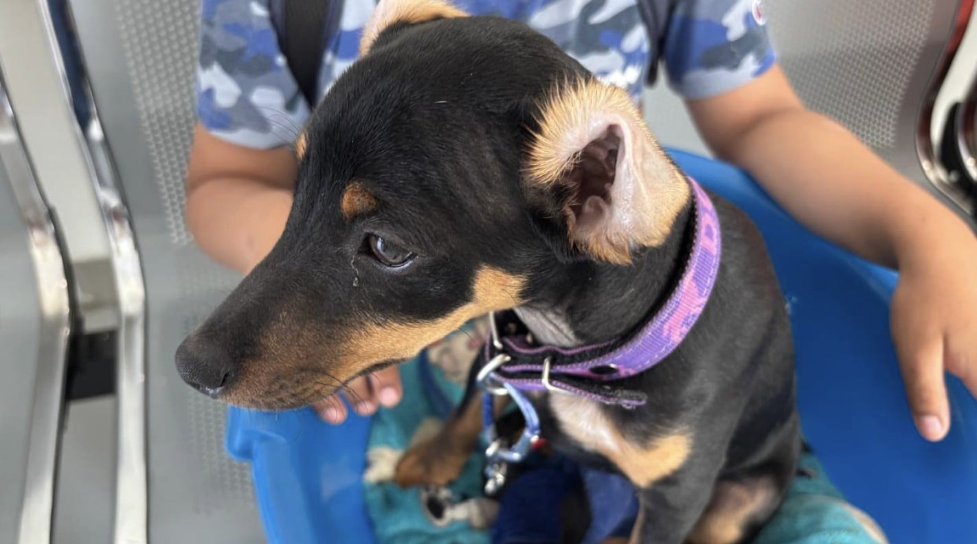 Hospital de Mascotas León 450 celebra su primer año con más de 67 mil atenciones