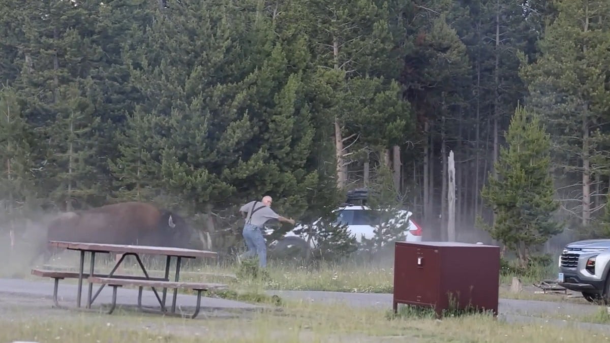 VIDEO ¡Lo lanzó dos metros por los aires! Bisonte enojado ataca a abuelito en un parque