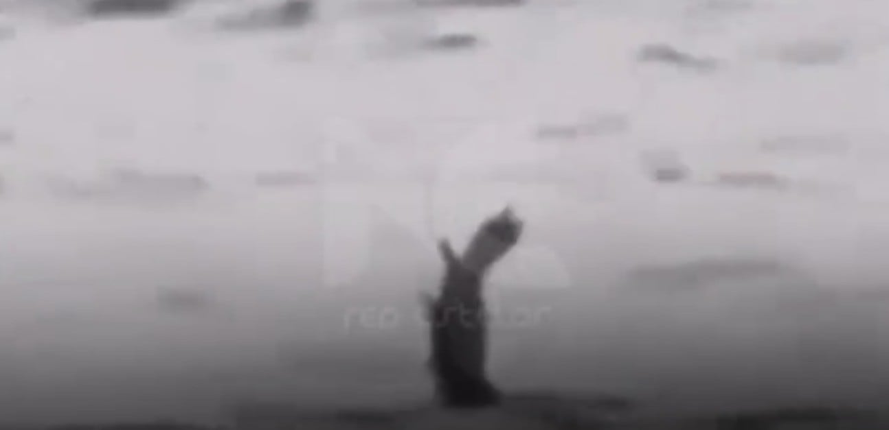 VIDEO ¡Terror en el agua! Así cocodrilos fingen para atacar