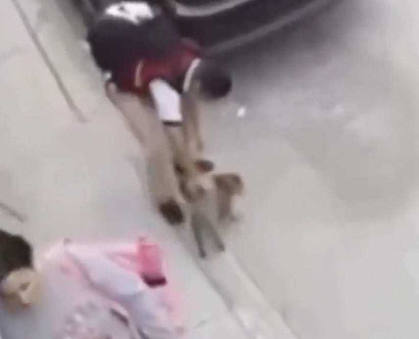 VIDEO ¡Perros contra gatos! Niño se defiende de ataque con un minino
