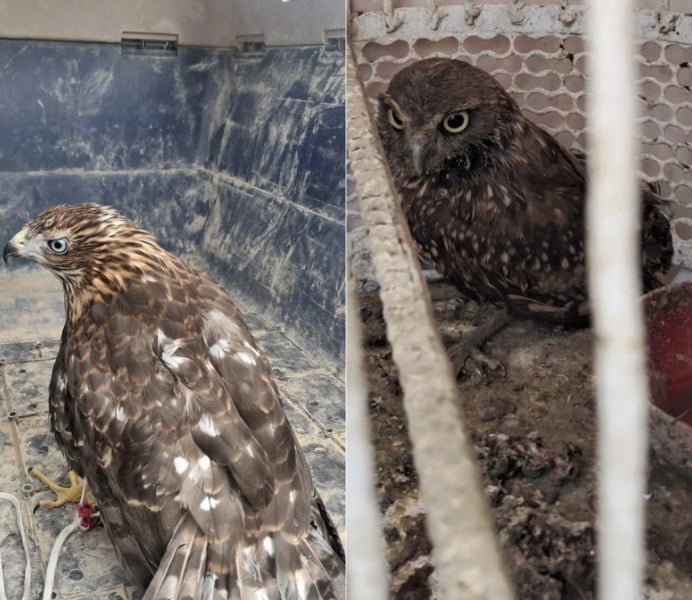 Rescata Protección Civil a un halcón y un búho en la colonia Piletas IV de León