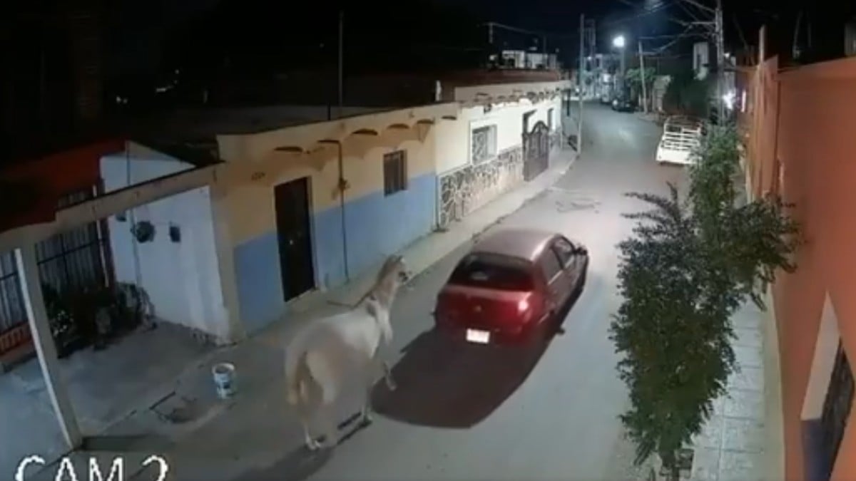 VIDEO Ladrones aprovecharon que todos dormían para robar... ¡un caballo!