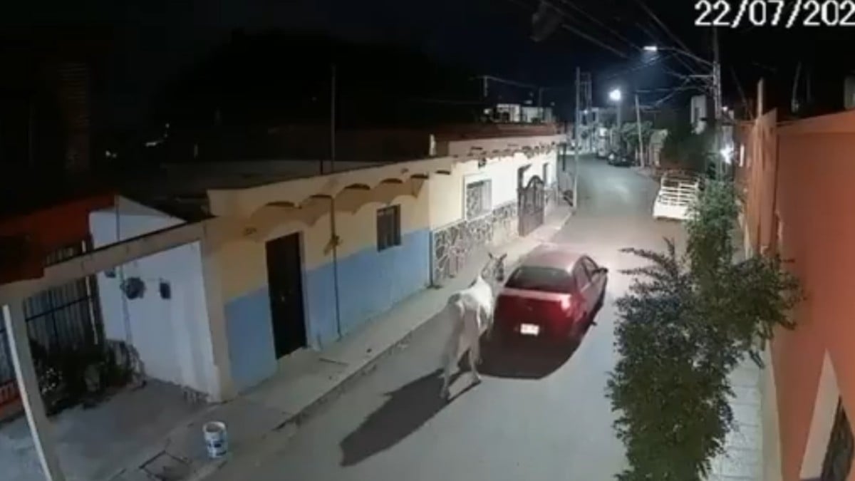 Caballo robado