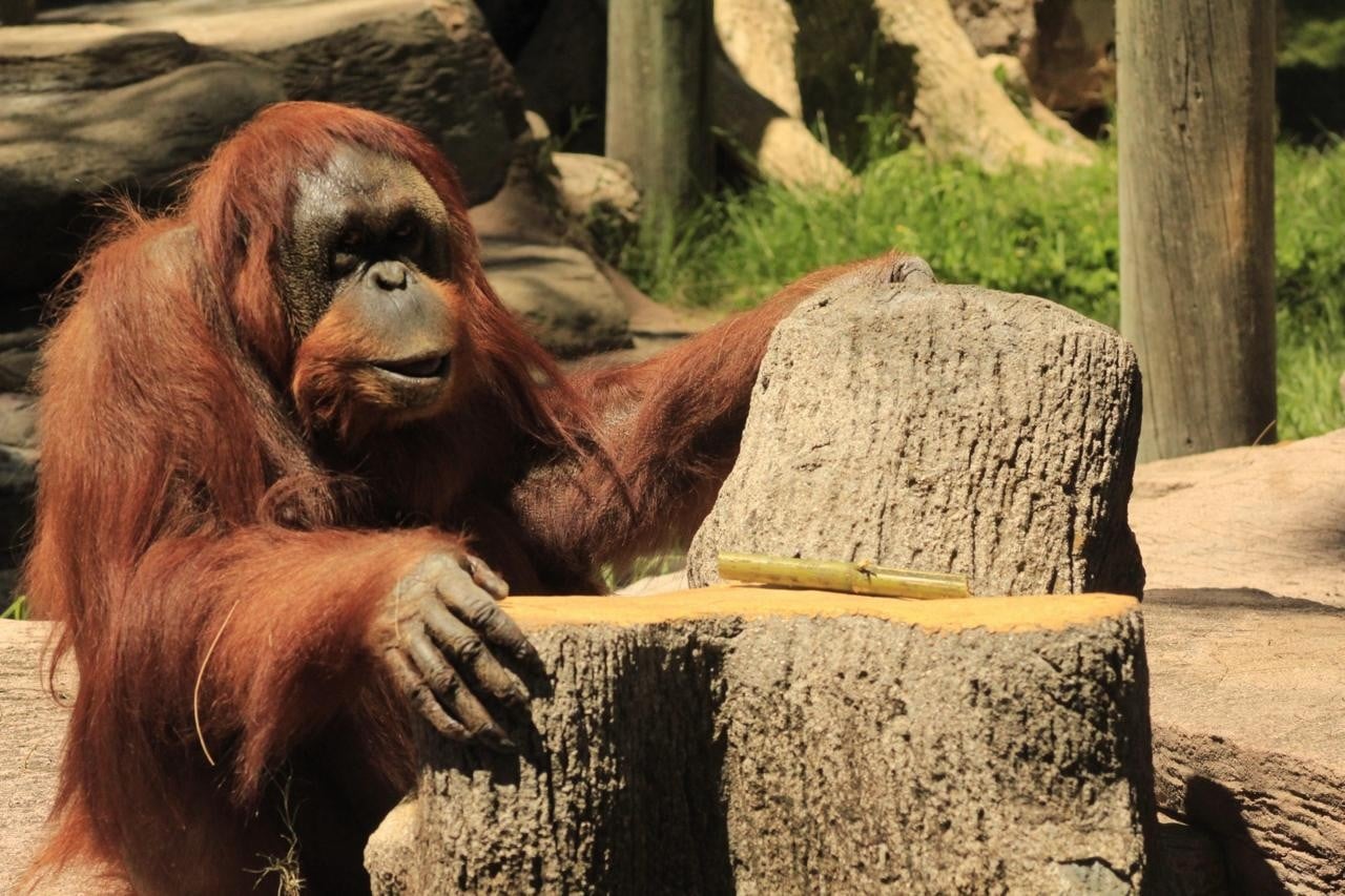 ¡Feliz cumpleaños Tang! Festeja Zoológico de León 42 años de su querida habitante