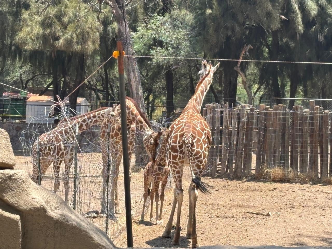Critica regidora declaraciones de alcaldesa sobre tráfico en el Zoológico de León