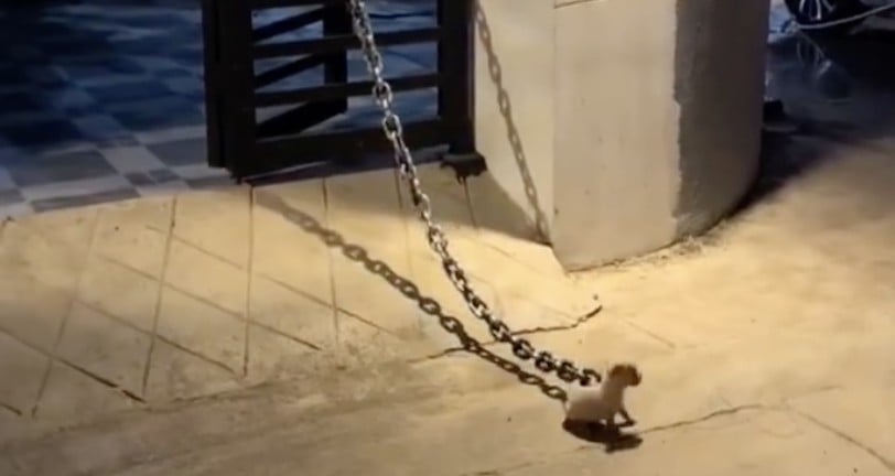 VIDEO ¡Cadena vs Lomito! No vas a creer quien ganó esta adorable pelea