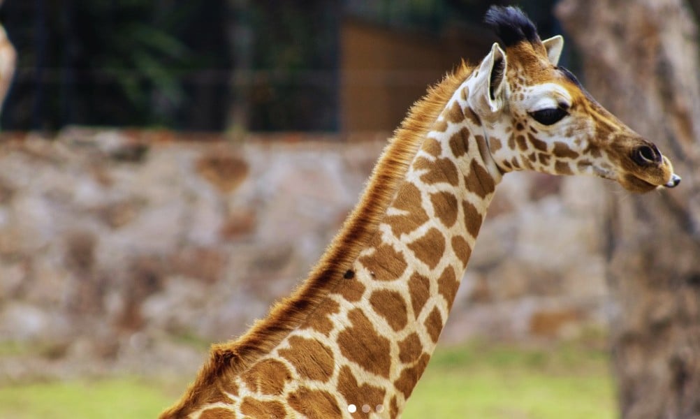 Muere jirafa tras accidente en el Zoológico de León