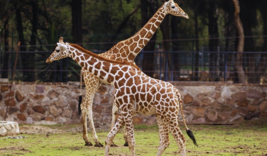 Muere jirafa en el ZooLeón