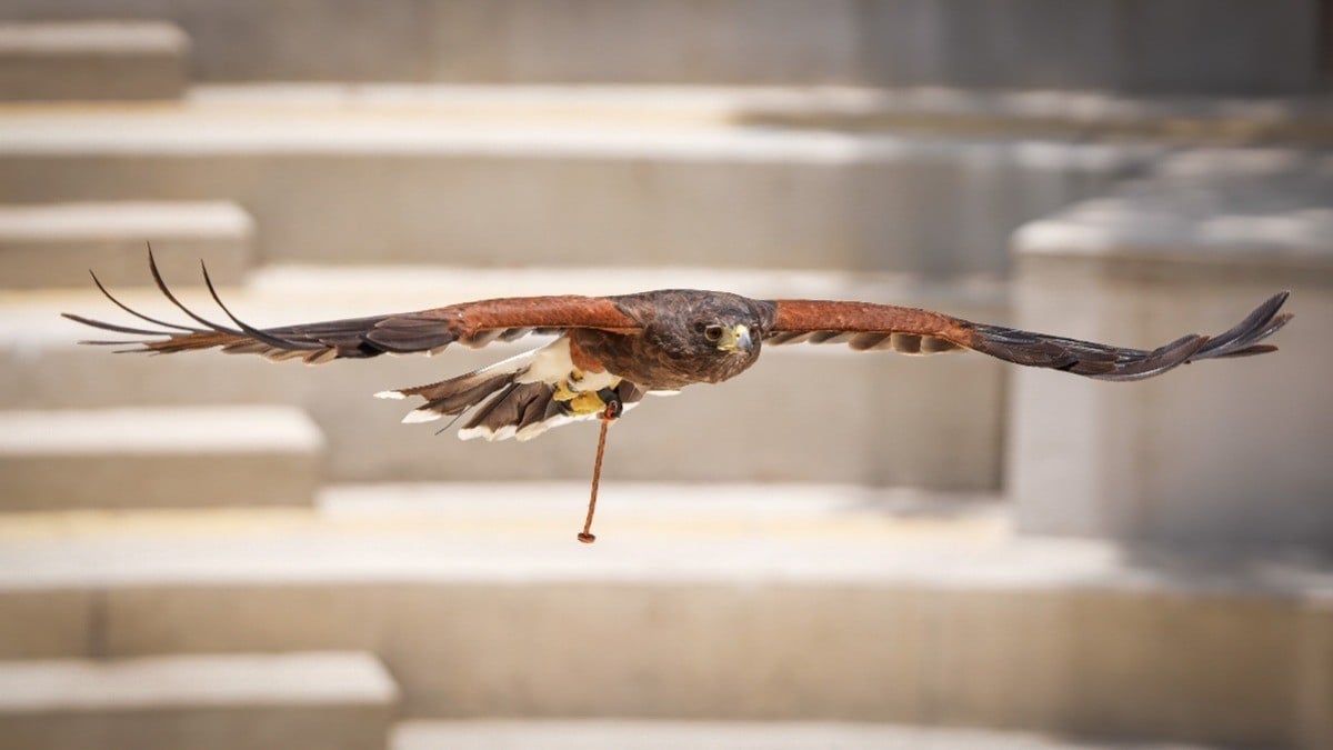 ¡Conoce de cerca a las aves rapaces! Este es el taller Alas para la Educación en el Zoológico de León