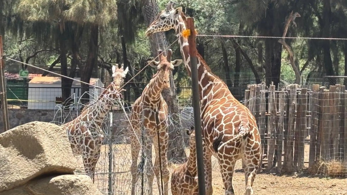 Esta es la verdadera causa de la muerte de la jirafa Oldie en el Zoológico de León