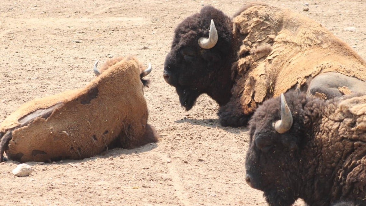 Aplican eutanasia a bisonte americano en Zoológico de León tras lesión irreversible