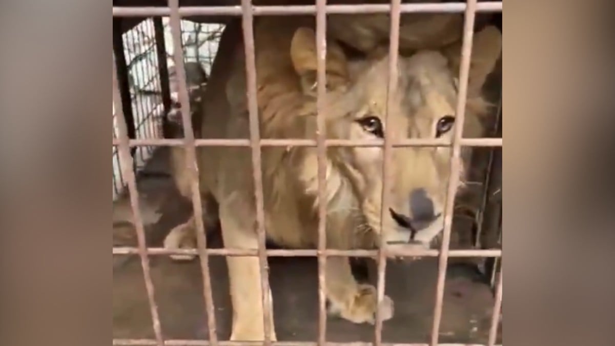 VIDEO ¡Lo dejaron abandonado! Encuentran a león encerrado en una jaula dentro de una casa