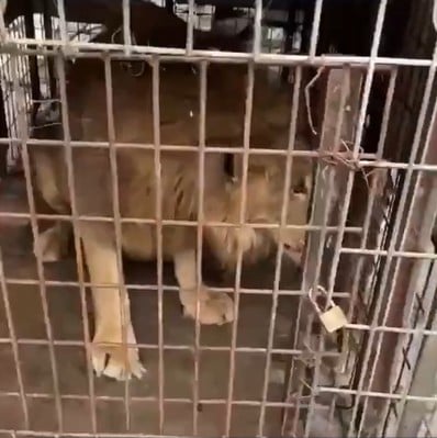 León abandonado