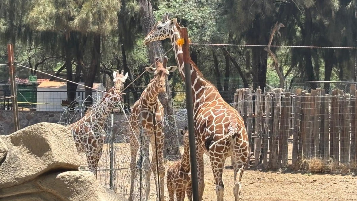 Tras muerte de jirafa, rehabilitarán su hábitat en el Zoológico de León